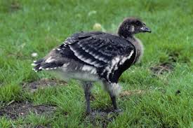 Attēlu rezultāti vaicājumam “Branta ruficollis adult”