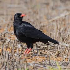 Image result for Pyrrhocorax pyrrhocorax