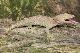 Attēlu rezultāti vaicājumam “Comatricha tenerrima stalked”