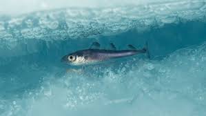 Image result for Boreogadus saida