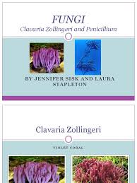 Attēlu rezultāti vaicājumam “Clavaria zollingeri”