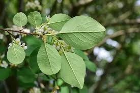 Attēlu rezultāti vaicājumam “Cotoneaster multiflorus fruit”