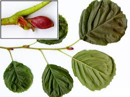 Attēlu rezultāti vaicājumam “Alnus glutinosa leaf”