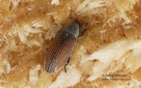 Attēlu rezultāti vaicājumam “Brachonyx pineti”