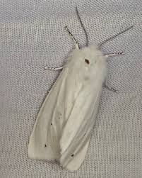 Attēlu rezultāti vaicājumam “Spilosoma sp.”