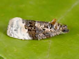 Attēlu rezultāti vaicājumam “Apotomis betuletana”