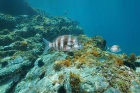 Image result for Diplodus cervinus