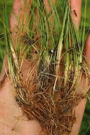 Attēlu rezultāti vaicājumam “Eleocharis acicularis”