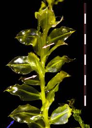 Attēlu rezultāti vaicājumam “Moerckia hibernica”