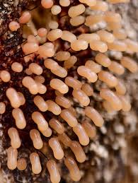 Attēlu rezultāti vaicājumam “Badhamia flavoglauca”