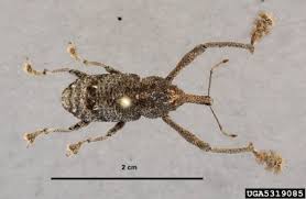 Attēlu rezultāti vaicājumam “Pissodes piniphilus”