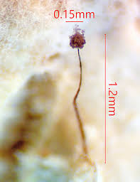 Attēlu rezultāti vaicājumam “Paradiacheopsis rigida macro”