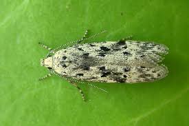 Attēlu rezultāti vaicājumam “Carpatolechia proximella”