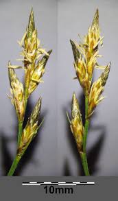 Attēlu rezultāti vaicājumam “Carex praecox”