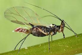 Attēlu rezultāti vaicājumam “Uroleucon cirsii”