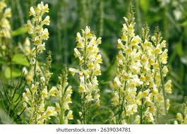 Attēlu rezultāti vaicājumam “Linaria loeselii leaf”