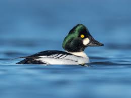 Attēlu rezultāti vaicājumam “Bucephala clangula juvenile”