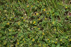 Attēlu rezultāti vaicājumam “Trifolium dubium flower”