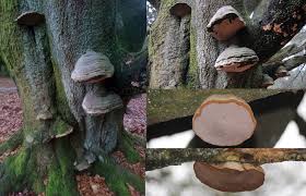 Attēlu rezultāti vaicājumam “Fomes fomentarius”