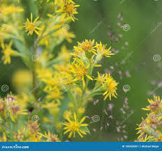 Attēlu rezultāti vaicājumam “Solidago virgaurea bud”