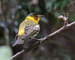 Image result for Dendroica tigrina