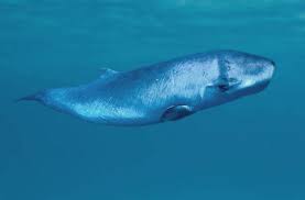 Image result for Kogia breviceps