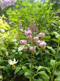 Attēlu rezultāti vaicājumam “Lilium martagon leaf”