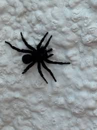 Attēlu rezultāti vaicājumam “Scapania mucronata macro”