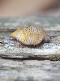 Attēlu rezultāti vaicājumam “Symphytocarpus flaccidus”