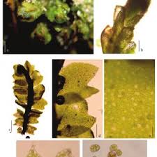 Attēlu rezultāti vaicājumam “Tortula lingulata macro”