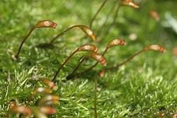 Attēlu rezultāti vaicājumam “Homomallium incurvatum”