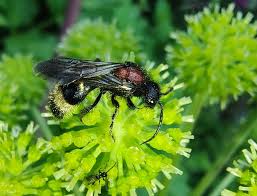 Attēlu rezultāti vaicājumam “Mutilla europaea”