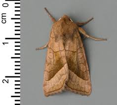 Attēlu rezultāti vaicājumam “Hydraecia micacea”