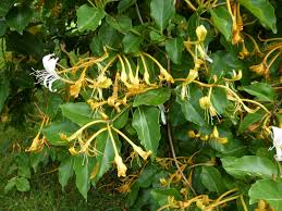 Attēlu rezultāti vaicājumam “Lonicera ferdinandii”