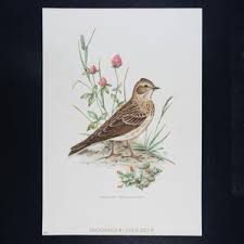 Attēlu rezultāti vaicājumam “Alauda arvensis adult”