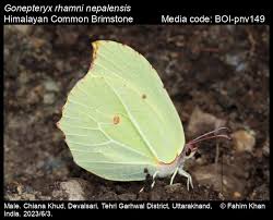Attēlu rezultāti vaicājumam “Gonepteryx rhamni upperside”