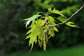 Attēlu rezultāti vaicājumam “Quercus rubra flower”
