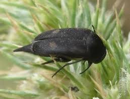 Attēlu rezultāti vaicājumam “Mordella sp.”