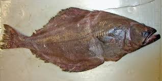 Image result for Reinhardtius hippoglossoides