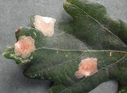 Attēlu rezultāti vaicājumam “Tischeria complanella larva”