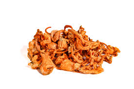 Attēlu rezultāti vaicājumam “Cordyceps polyarthra”