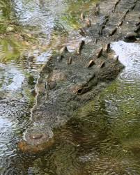 Image result for Crocodylus acutus