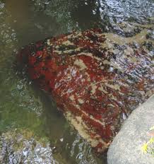 Attēlu rezultāti vaicājumam “Hildenbrandia rivularis”