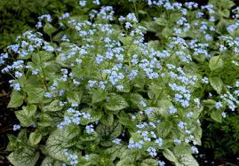 Attēlu rezultāti vaicājumam “Brunnera macrophylla flower”