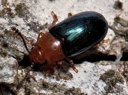 Attēlu rezultāti vaicājumam “Triplax aenea”