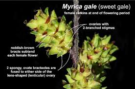 Attēlu rezultāti vaicājumam “Myrica gale bud”