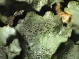 Attēlu rezultāti vaicājumam “Pleurosticta acetabulum”