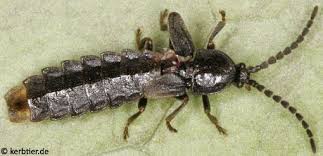 Attēlu rezultāti vaicājumam “Phosphaenus hemipterus male”