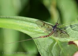 Attēlu rezultāti vaicājumam “Ephemera vulgata”