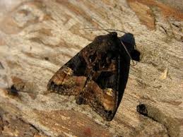 Attēlu rezultāti vaicājumam “Euplexia lucipara”